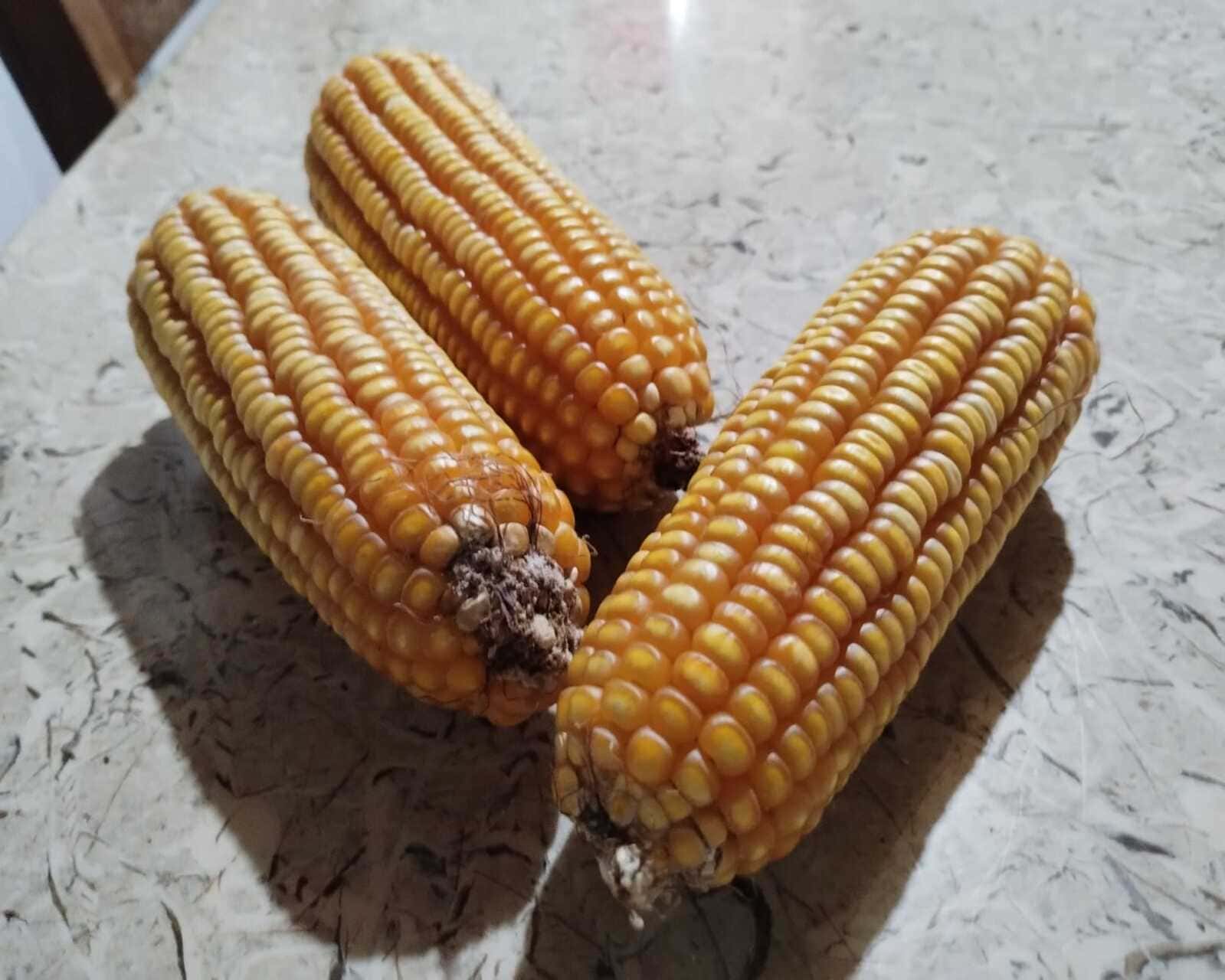 Milhos em cima da mesa